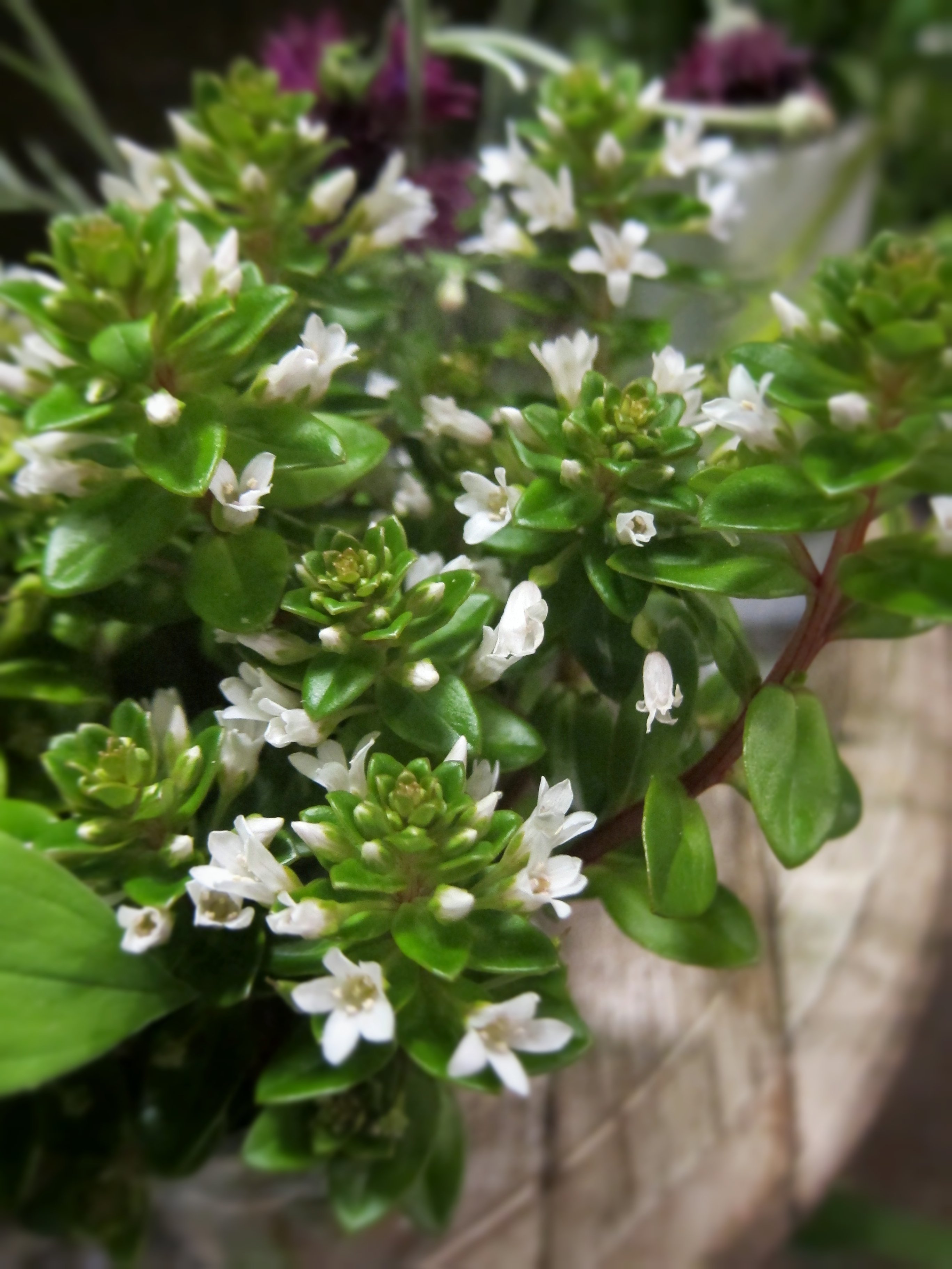 野の花 司 茶房 野の花 小さな白い小花がかわいらしいハマボッス その名の通り 浜の砂地に出ます 乾燥に耐えられそうな肉厚の葉をもっていますね ハマボッス 花 T Co Vxz7pci9vd Twitter