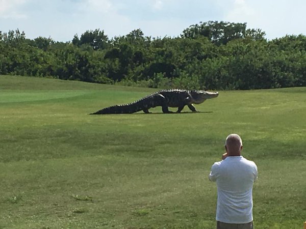 BillyCorben's tweet image. VIDEO: Giant gator roams Florida golf course news3lv.com/news/local/gia…