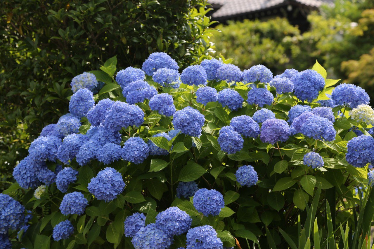 The Kyoto 真如堂の紫陽花が咲いてきました5月31日 T Co N9qidostu0 七段花 真如堂 紫陽花https T Co 7s8fc0e4e9 Twitter
