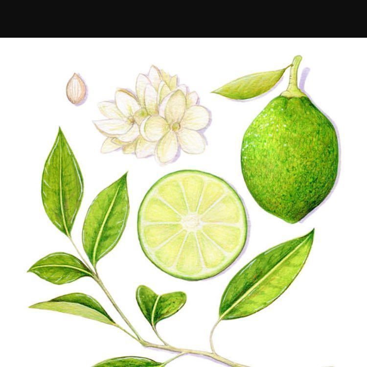 LadyDanni1's tweet photo. It's #citrusweek. This will be a short week for the🍃A-Z of Essential Oils🍃 Tuesday Wednesd… https://t.co/Yumlli5xSQ https://t.co/9JTUbrXjnI
