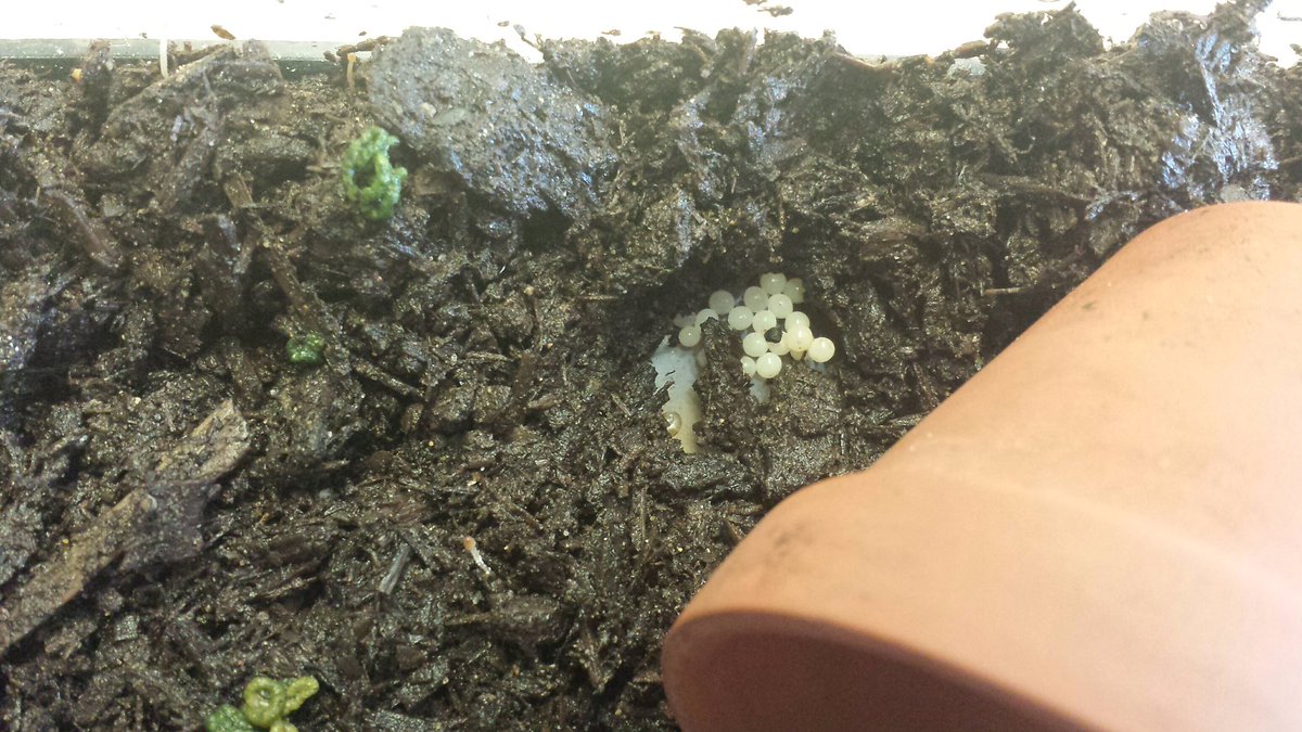 Coronation Cougars tweet media