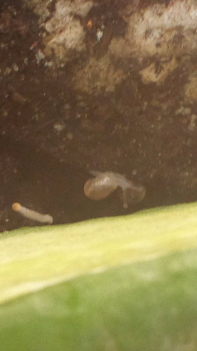 Coronation Cougars tweet media