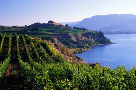 Napa Valley?  No.  Come to #Penticton for a #staycationbc  instead