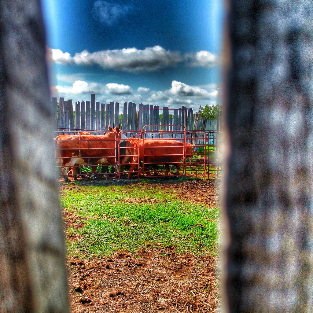 BoeseKevin's tweet photo. Hauling some cattle out to pasture @westernproducer #goodlife https://t.co/uxk2W5SoOG