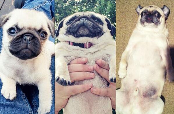 CutePicsOfPugs's tweet photo. omg https://t.co/ipHwDZXz3m
