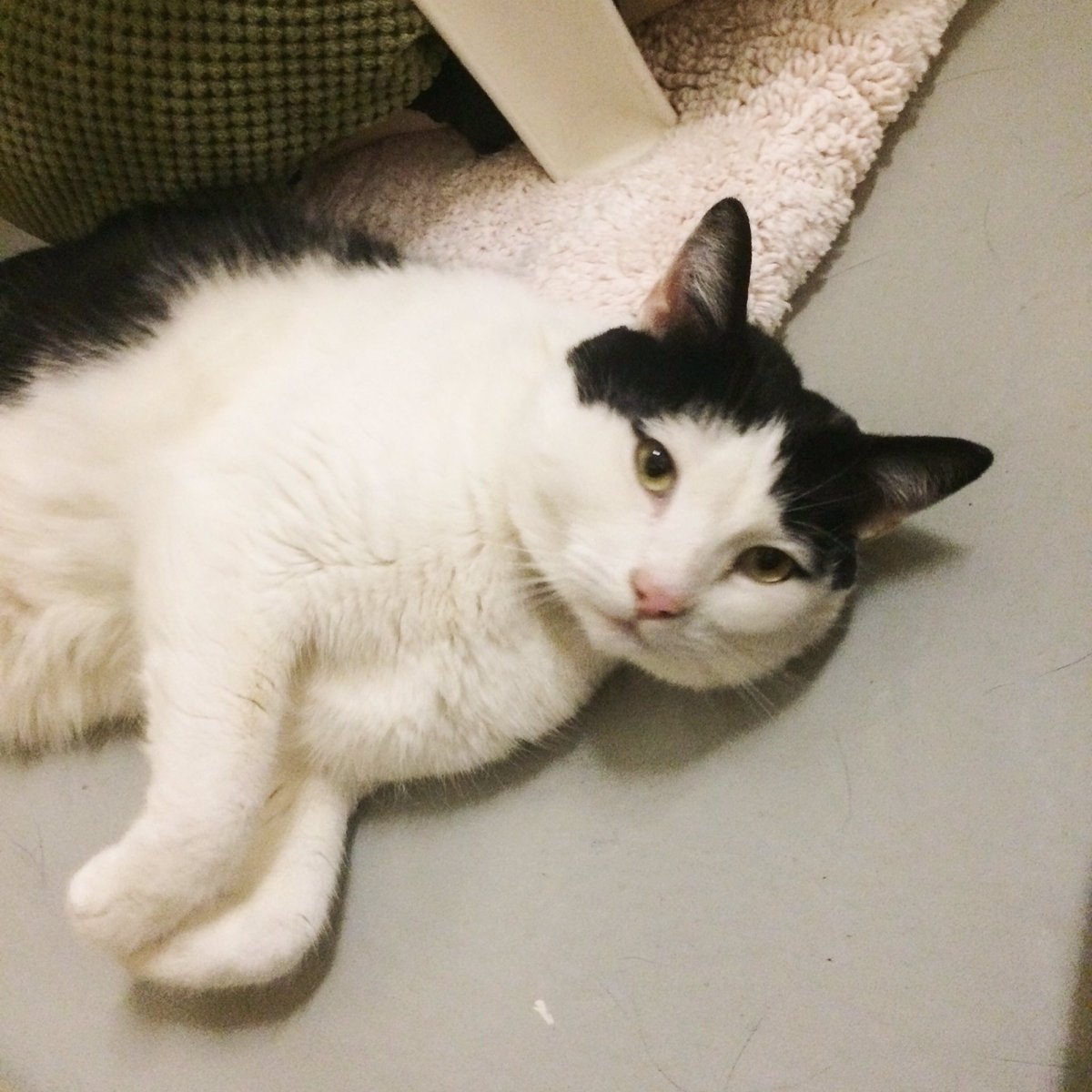 Foster The Cats tweet media