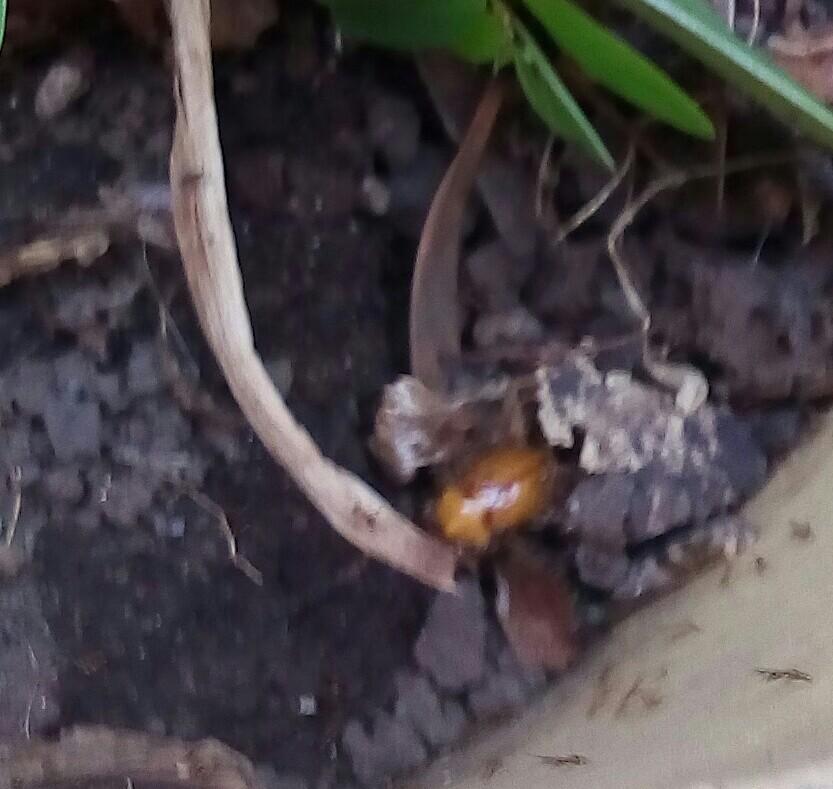 frap06's tweet photo. @missliliana23 Juan Pablo encontró un escarabajo pero se introdujo muy rápido en la tierra! https://t.co/bb63jb87hw