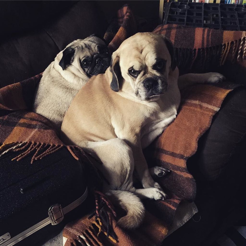 Puglee_Pug's tweet photo. These little nuggets make it so damn hard to leave my house. I want to live on the couch with them.
#cuddlepugs #be… https://t.co/oPAETrphKY