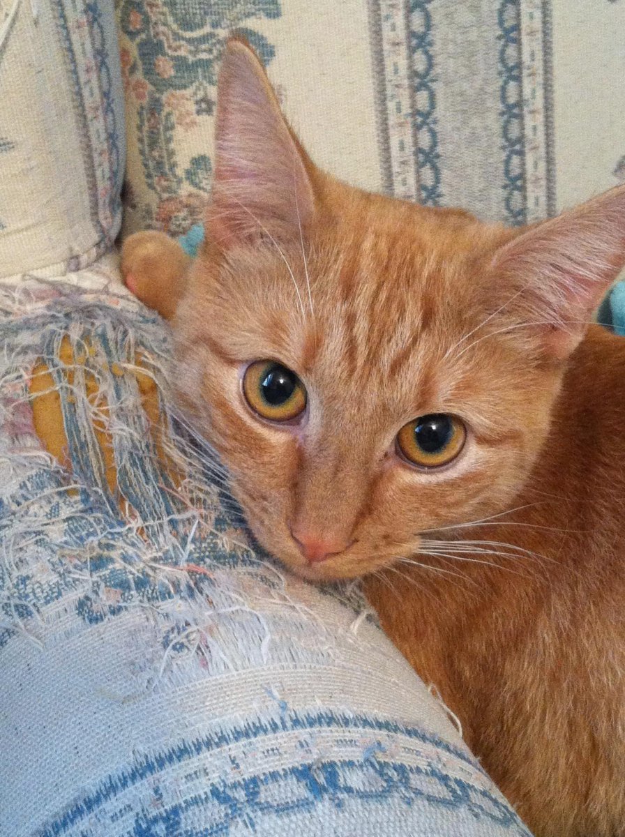 pathofanimals's tweet image. awww