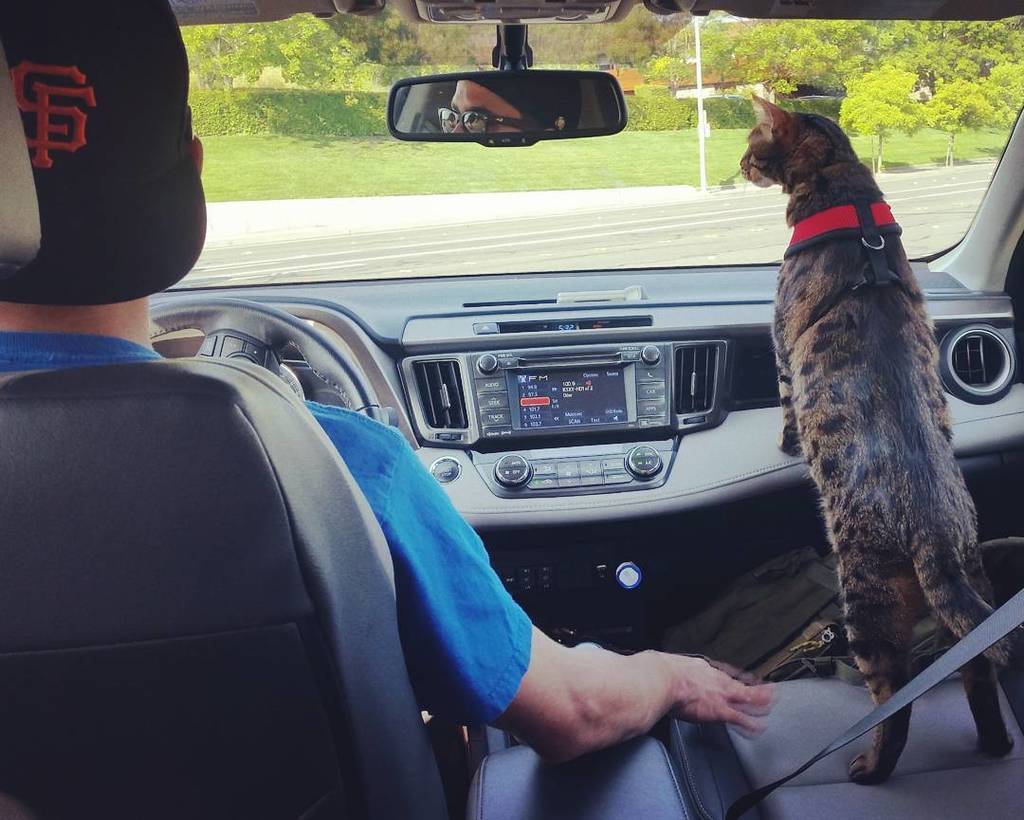 Just a Man and his Cub 😍😻 #copilot #mancub#bestfriends #miloshthegreat #traveling #adventurecats #puppia #catadvent…