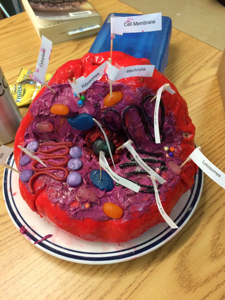 ShauneBeatty's tweet image. Caught up w Gr 8 Ss as they shared their representations of plant &amp;amp; animal cells. #PerformanceTasks #PrideInThePaw