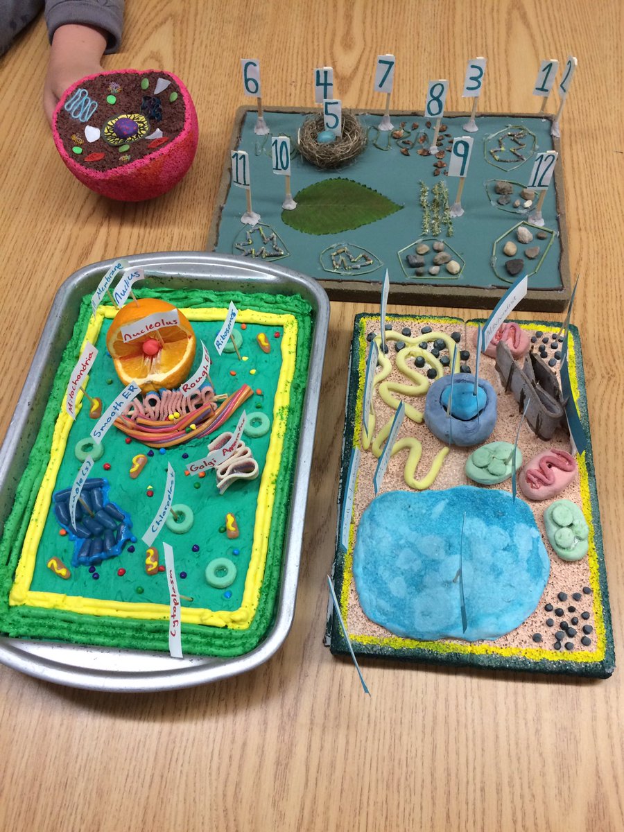 ShauneBeatty's tweet image. Caught up w Gr 8 Ss as they shared their representations of plant &amp;amp; animal cells. #PerformanceTasks #PrideInThePaw