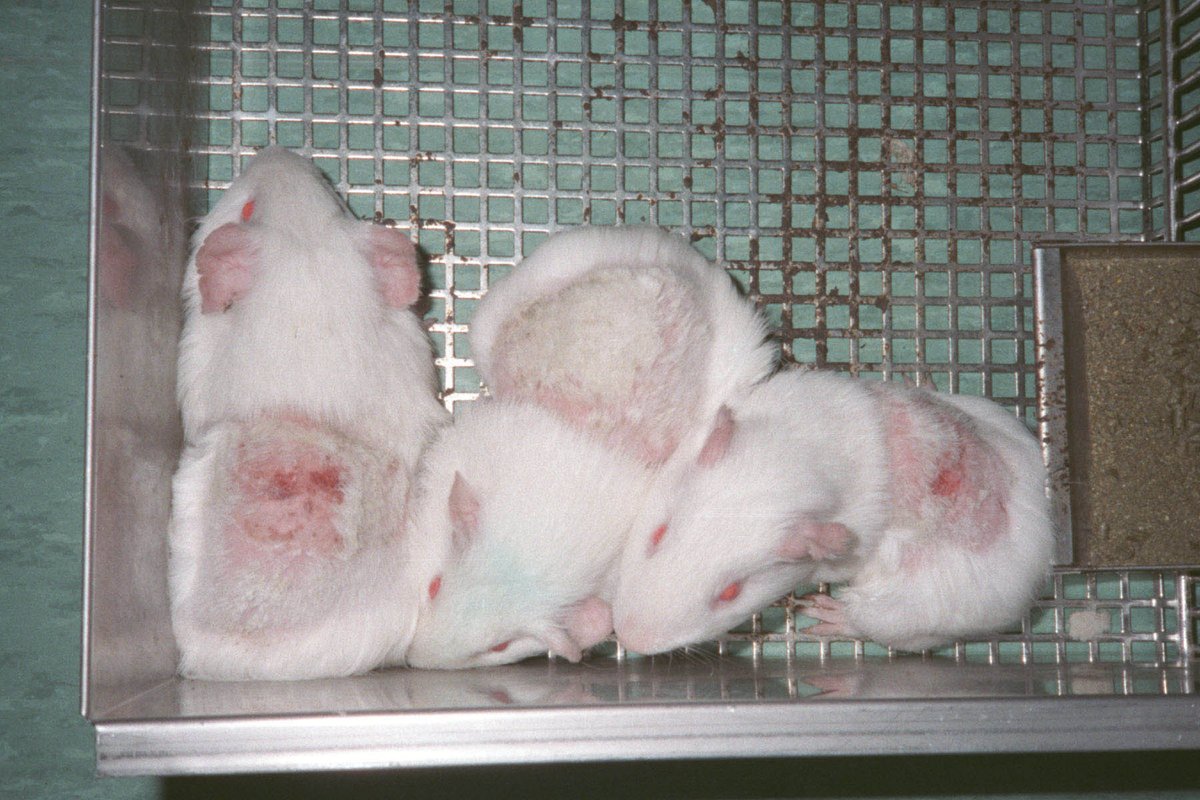 peta's tweet photo. Experiments on animals are ineffective, cruel, & don't translate to humans! Why are they still happening?! https://t.co/wbZwzf1YlH