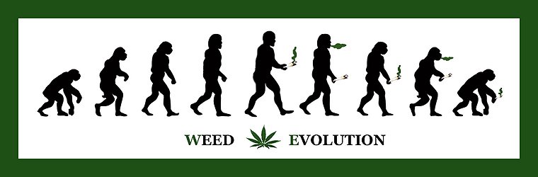 weedydotcom's tweet photo. Monday - good day to start evoluating :P #weedy #stoner #evoluation #weed #ganja #bong #marijuana https://t.co/SpOzZvkEXU