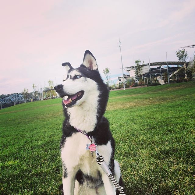 DailyHuskies's tweet photo. Credit: https://t.co/TYtT6lJMcx https://t.co/lv3karr1pO