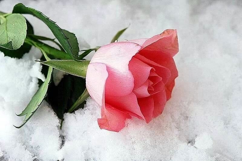 Розы на снегу. Красивые розы на снегу. Розы на снегу. Розы на снегу. Морозы когда их ждут розы 5 букв.