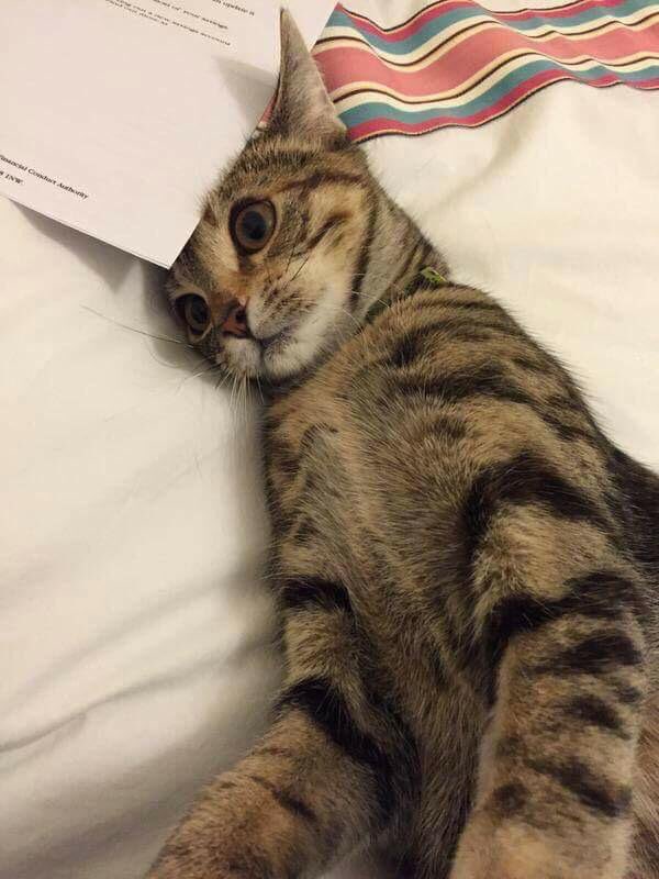 Esquilokos tweet media