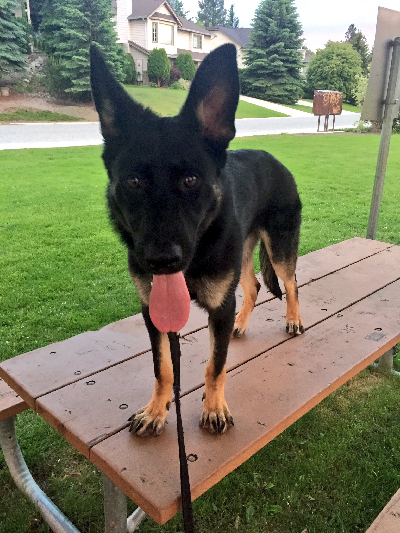 Kelowna RCMP on Twitter ".KelownaRCMP Hope passed her first testing