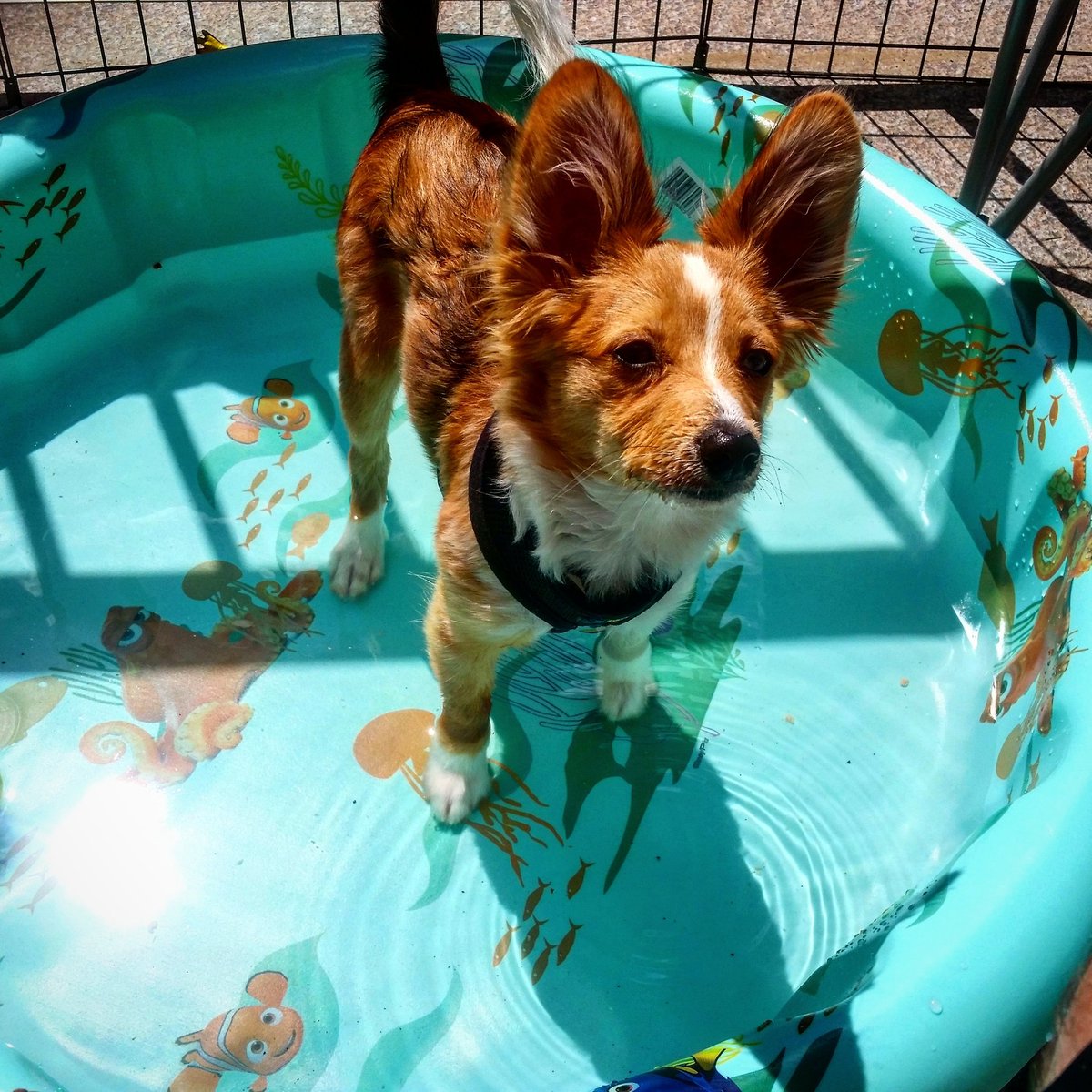 Beans_TheDog's tweet photo. Only way to beat the heat @Disney #FindingDory #Dogsoftwitter #BeansTheDog #MemorialDay2016 @PetSmart @petvalu https://t.co/yaqpipBEfk