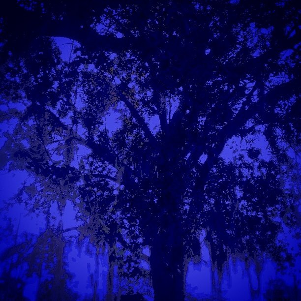 chuckadelic_352's tweet photo. Mossy tree at dusk with uv tint #uvcam #nightpic #naturepics #ultraviolet #follow4follow #like4like #photography https://t.co/kWZ5xq1Z3o