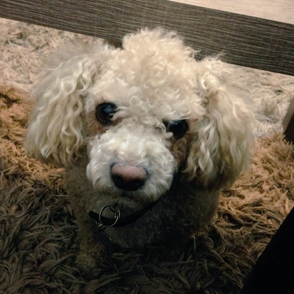 blogously's tweet photo. Un perrito limpio es un perrito felizπ #DogLover #Blogously #MexicanBloggers #Blogger #ILoveMyDog #Pet https://t.co/wscCoJxcS9