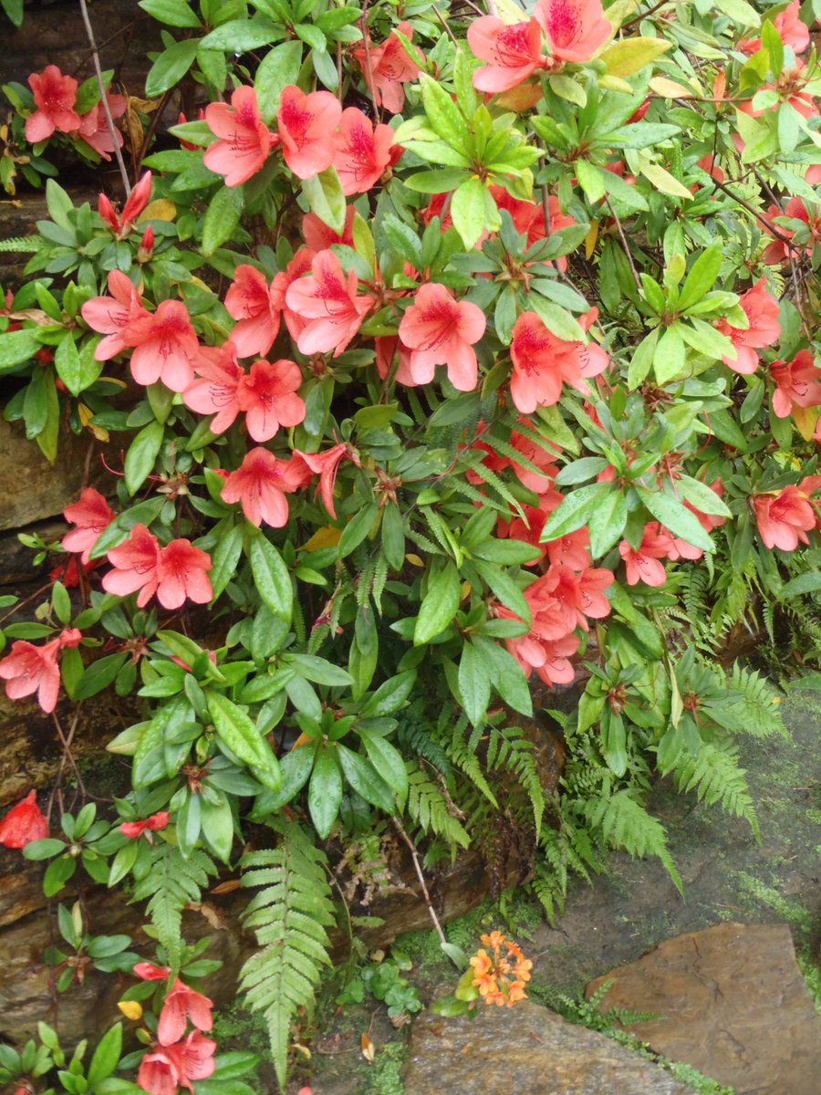 新潟県立植物園 開花情報 ケラマツツジの下に ツツジ の仲間でオレンジ色の ファラシヌム がひっそりと咲いてます どのくらいひっそりかというと みんな見つけてあげてね 葉の斑点は有鱗片といい 花びら の裏にも斑点があるのが特徴です ｎｓ