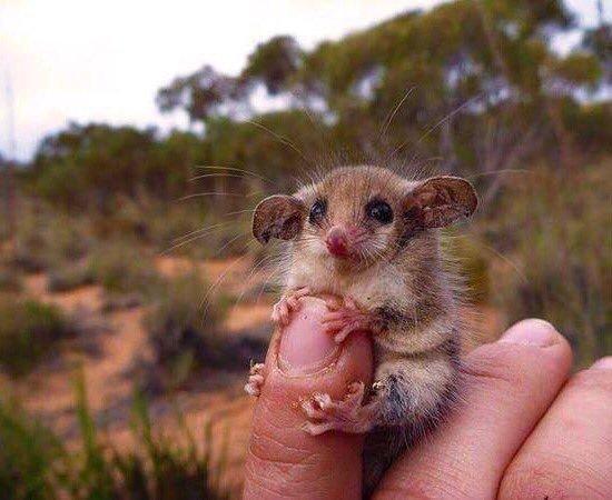 StumblerTop's tweet photo. Not all Australian animals want to kill you https://t.co/mnGTXT2SIf