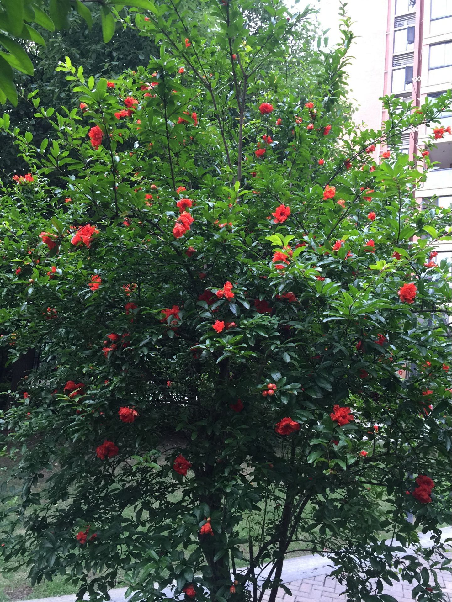 コスプレ問屋 謝謝 V Twitter 庭のザクロの花は段々落ちて 初夏が終わり もうすぐ真夏ですよと言っているようですね 足元の草の上に落ちる と 特別な美しさを作りました 子供の時代 隣のザクロの実が熟すると 私は毎日羨ましい顔をして T Co