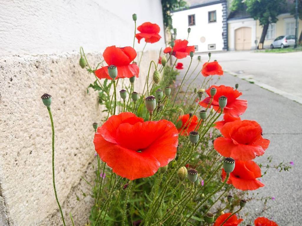 InfinitePlusT's tweet image. The poppies of lower Austria, captured by @juliatheres with the #OnePlus2. Tag @oneplustech and #OnePlusLife to sha…