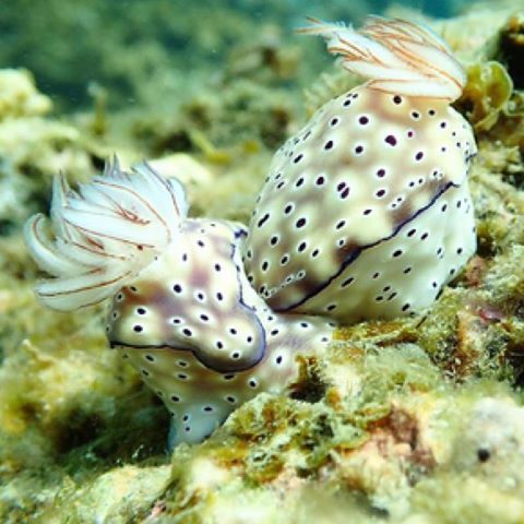 Photo by okdiversbali Goniobranchus kuniei is a species of very colourful dorid nudibranch… ift.tt/1qYSOWf