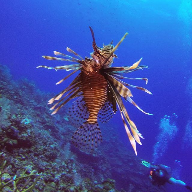 This is what a dead lionfish looks like. Lionfish are rad looking, but are an invasive spe… ift.tt/1WVAB9A