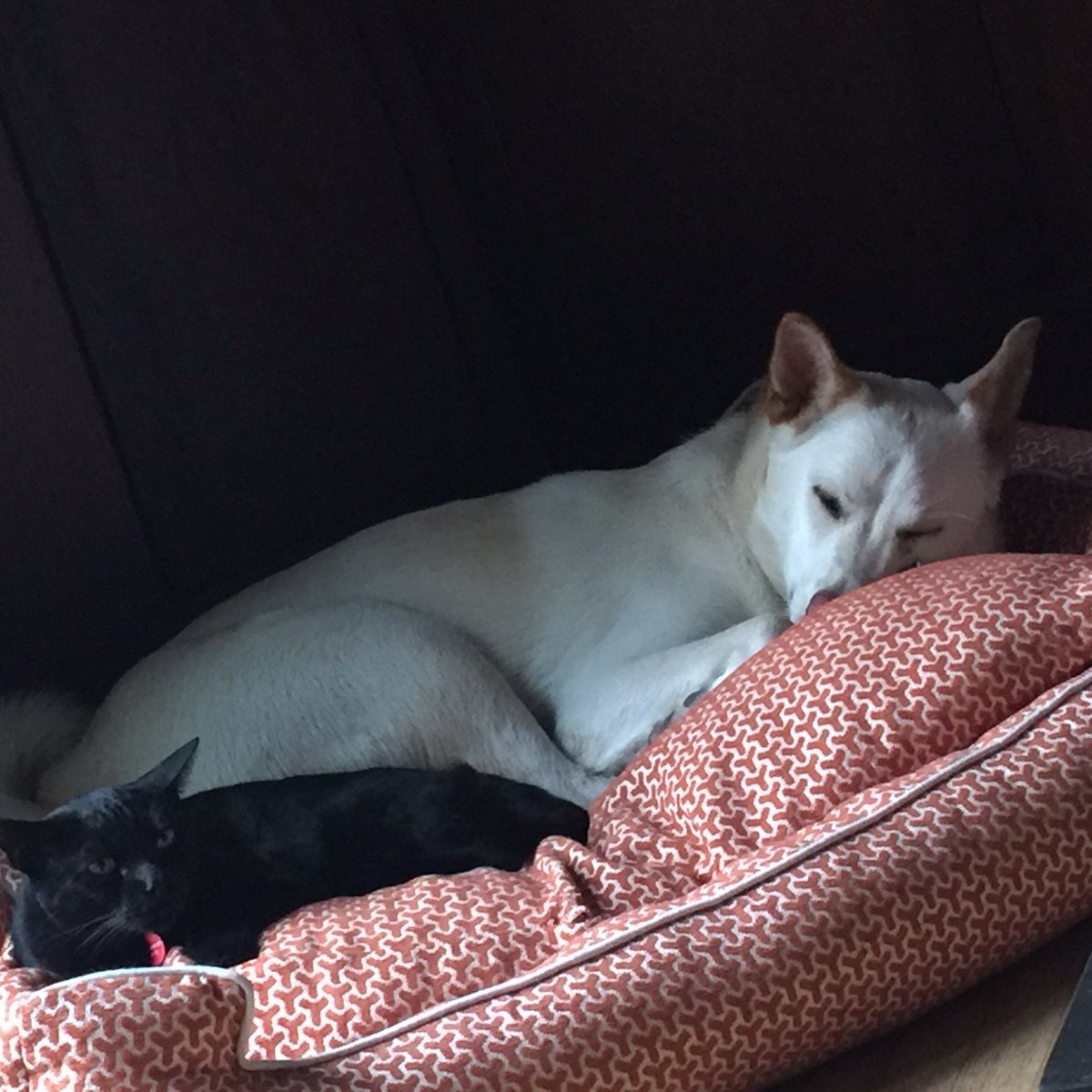 gogithedog's tweet image. 🐕🐈♥️💤