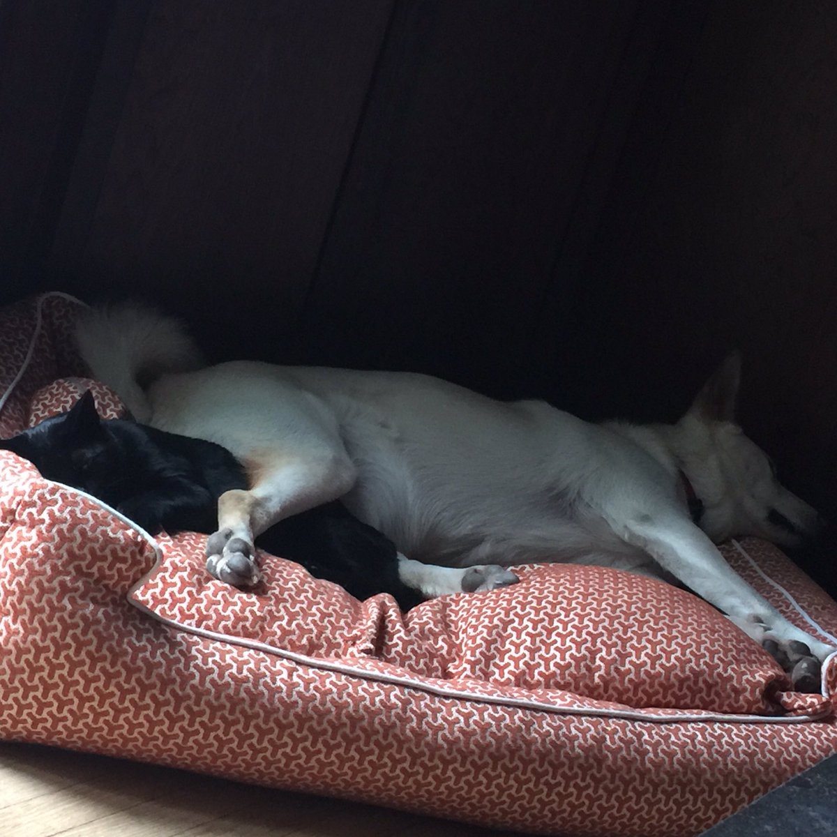 gogithedog's tweet image. 🐕🐈♥️💤