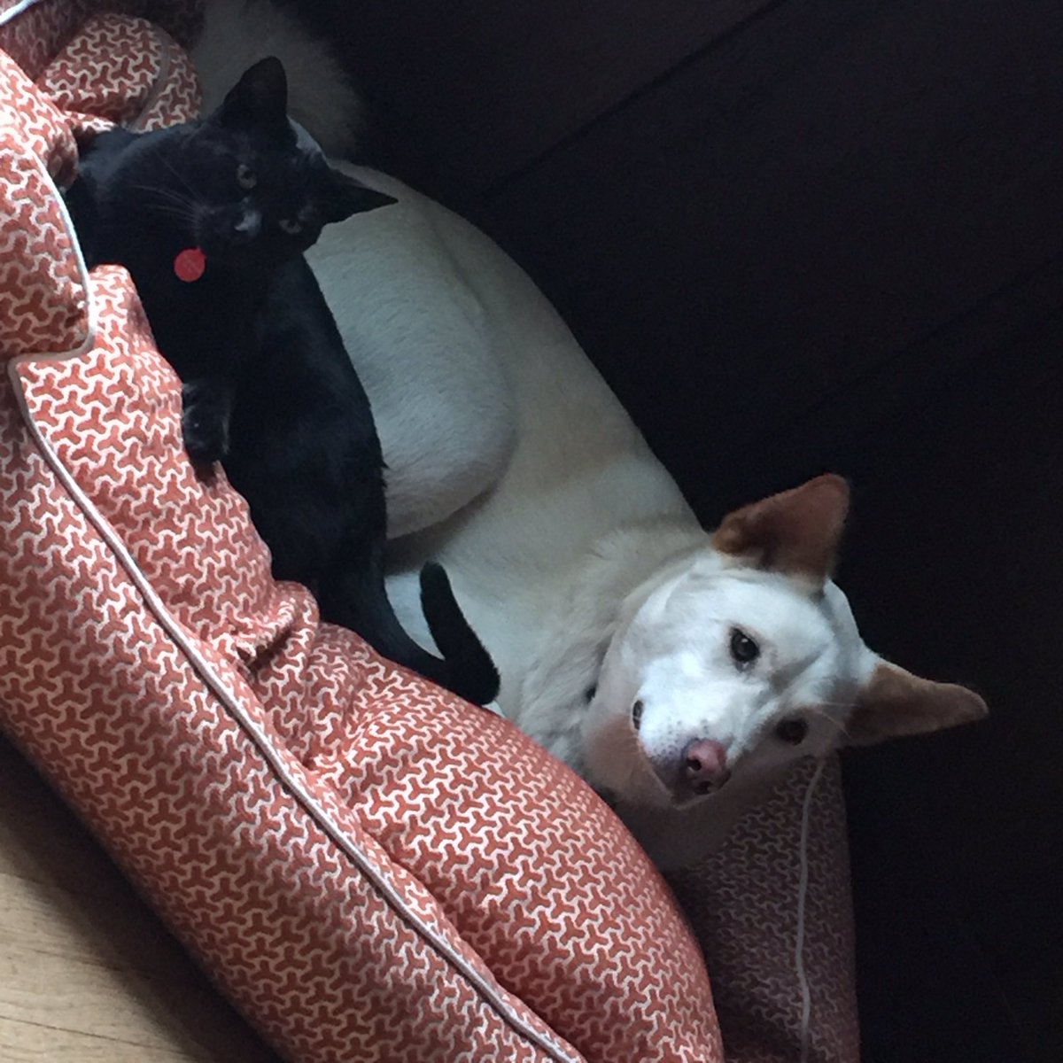 gogithedog's tweet image. 🐕🐈♥️💤