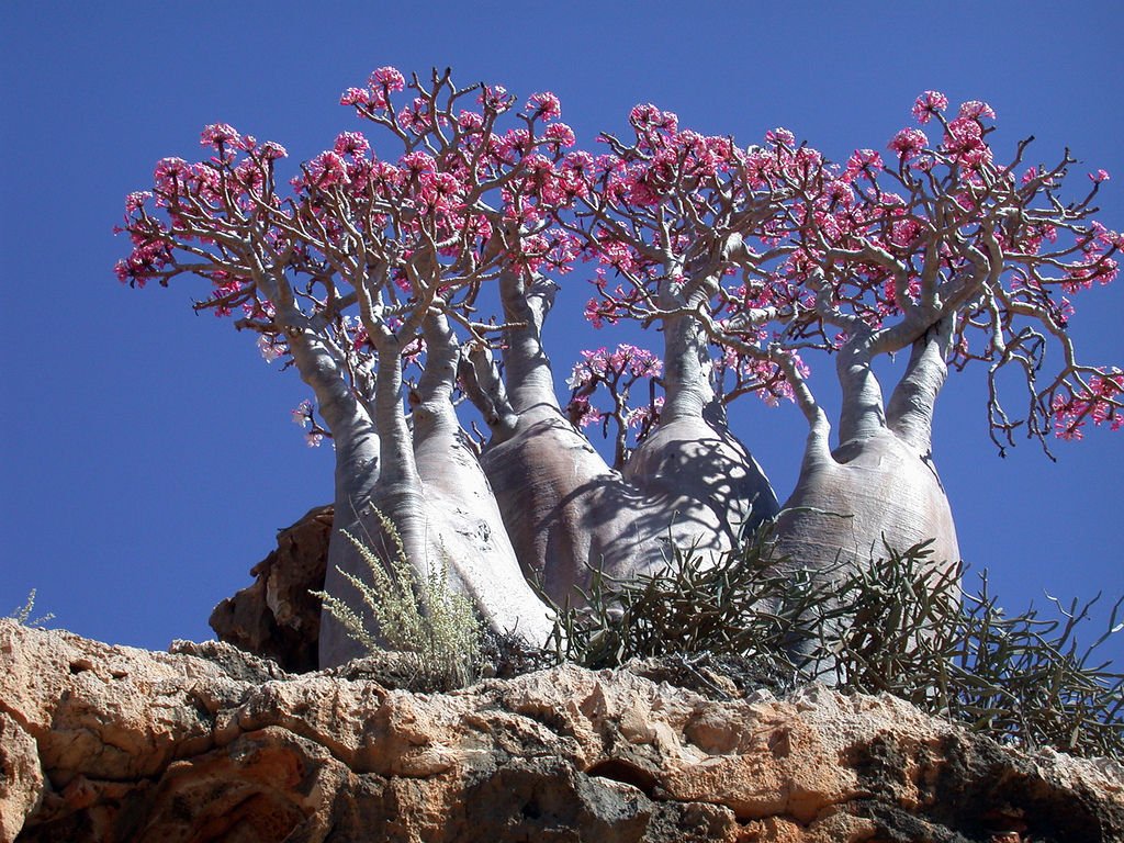 Guide_To_Travel's tweet image. Socotra, Yemen.