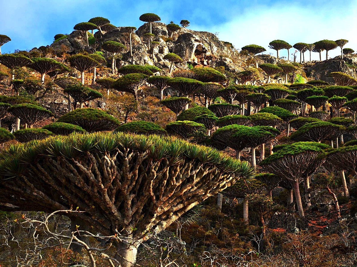 Guide_To_Travel's tweet image. Socotra, Yemen.