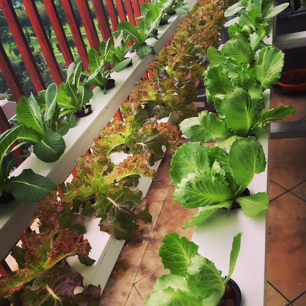 Lettuces 29hss
#hydroponics 
#urbanfarming 
#lettuce 
#gardening 
#healthyvegetables by harti_kurniawan