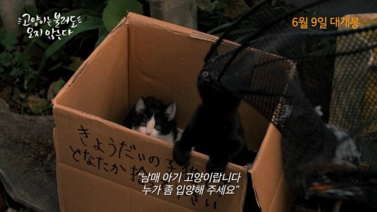 고양이가 귀찮고 털뿜하는 동물이지만 내가 내 고양이들을 사랑하는 이유 "이 아이들이 나를 필요로 했다는 걸 알게됐어요" 이 한마디로 설명이...