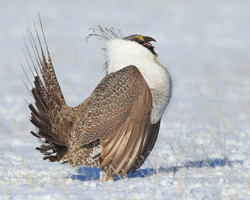 l1ght3n's tweet image. Sage Grouse Display flickr.com/photos/ddnp/55… Doug Dance Nature Photography