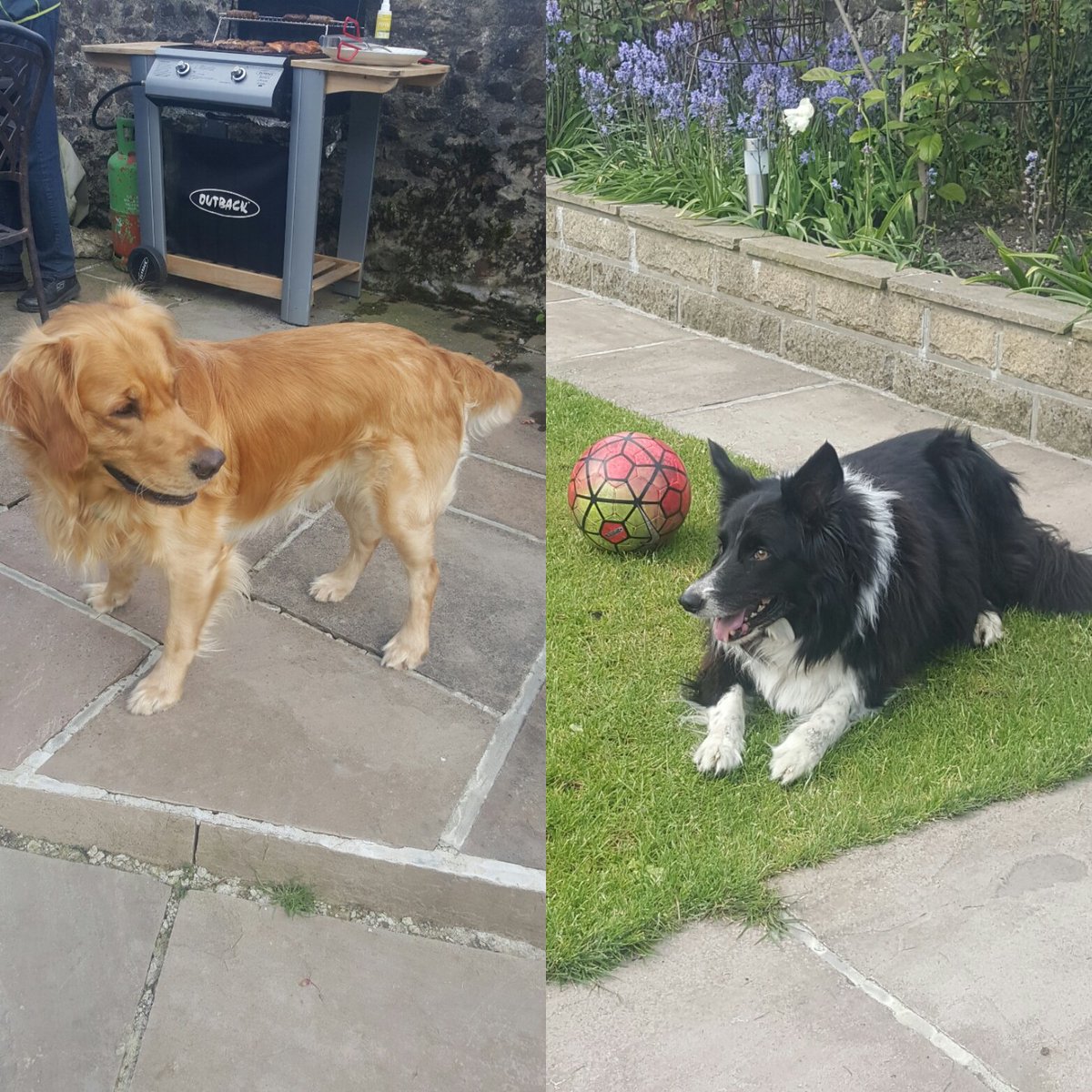 Loving bbqs in the summer sun with these two furry ones! #SummerStartsNow #BBQSeason #dogsoftwitter