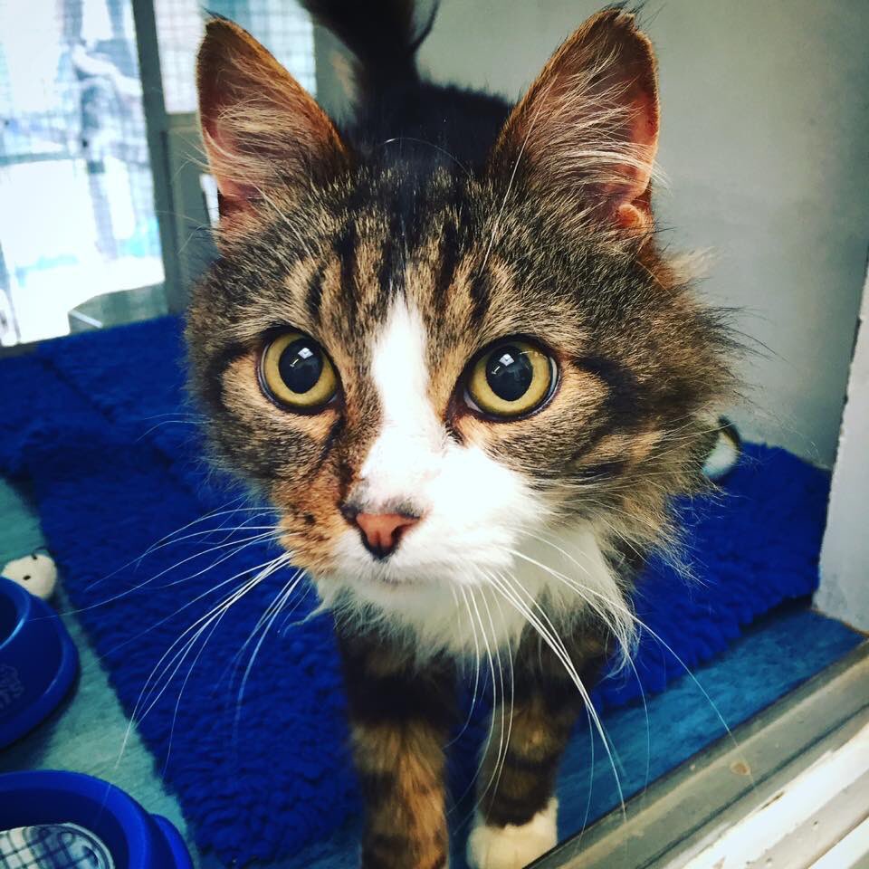 Charlie was found running between traffic before he was brought to us. He's now looking for his fur-ever home!