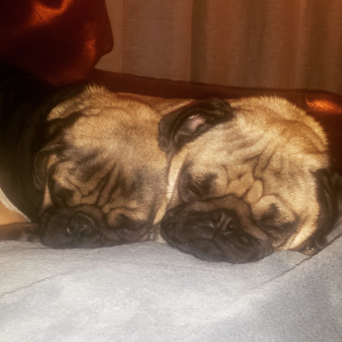 sweetp894's tweet photo. Tuesday's are so exhausting!  #pugslife #myloves #hankanddelilah #dunedin #wintertomorrow https://t.co/s6r8eZhn2D