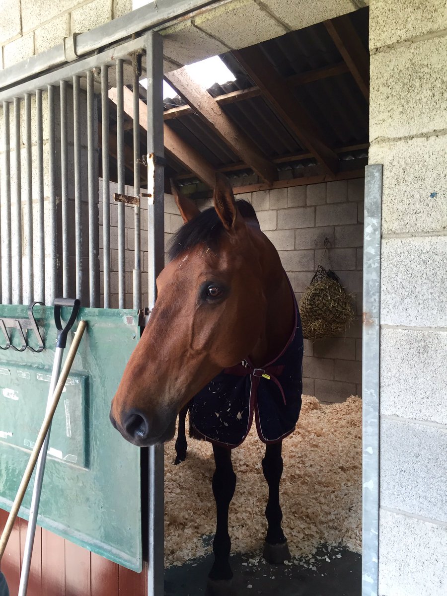 LittlejohnEK's tweet photo. Mini Levetts helping settle everyone in @Tatts2016 https://t.co/DHB7Sxy3Yj
