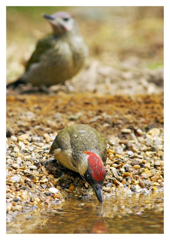 A favourite image of mine. Green woodpecker &amp; Young. #Springwatch <a href="/BBCSpringwatch/">BBC Springwatch</a> <a href="/Natures_Voice/">RSPB</a>