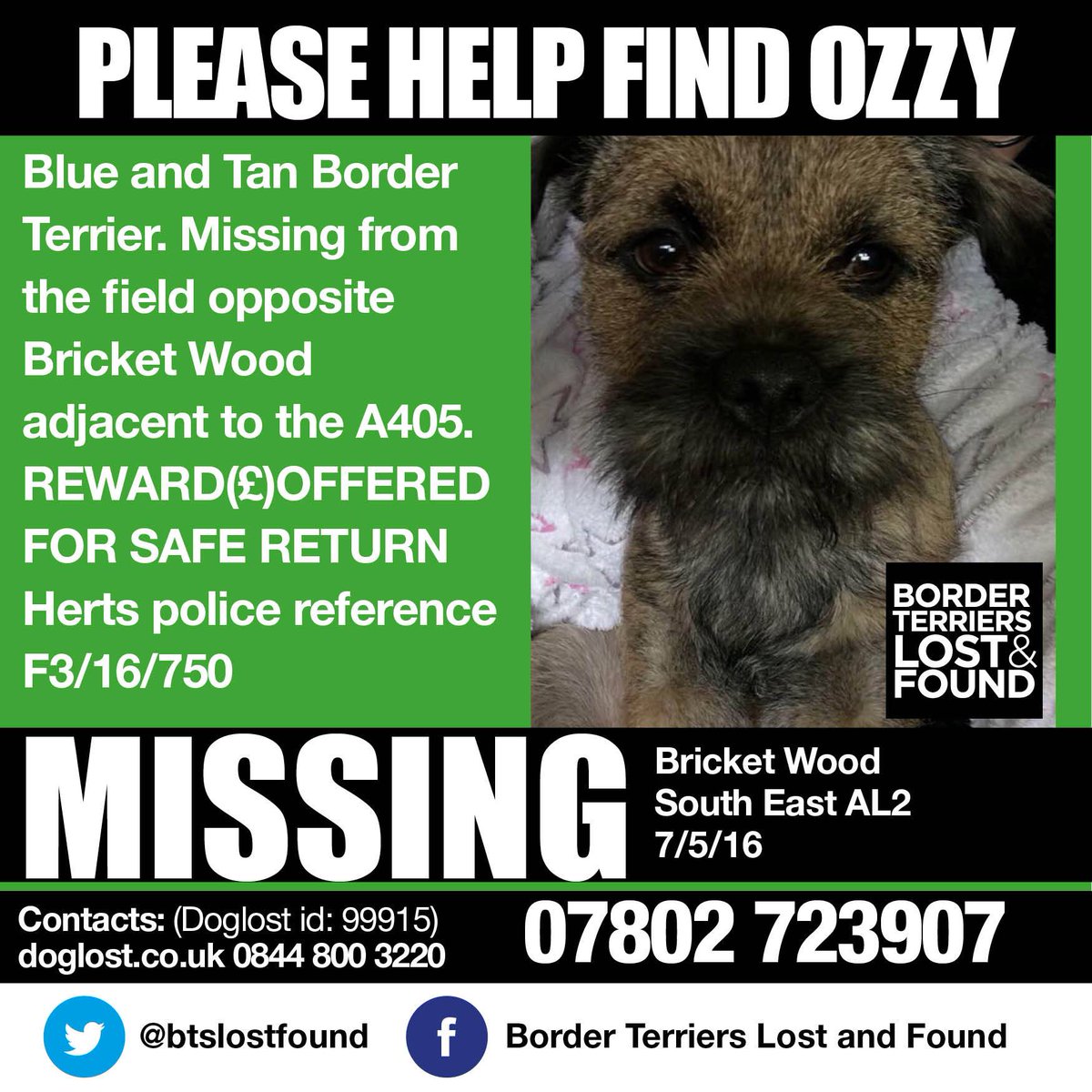 BTslostfound's tweet photo. #BTPosse Please help find Ozzy. Missing since 7th May. Bricket Wood. Herts https://t.co/mPVFSHD8Zp