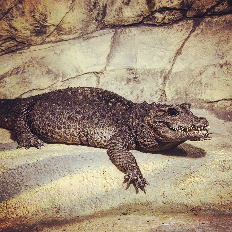 По моему он был голодный, судя по его милой мордахе🐊 #роевручей #мистерзло😈 #красноярск