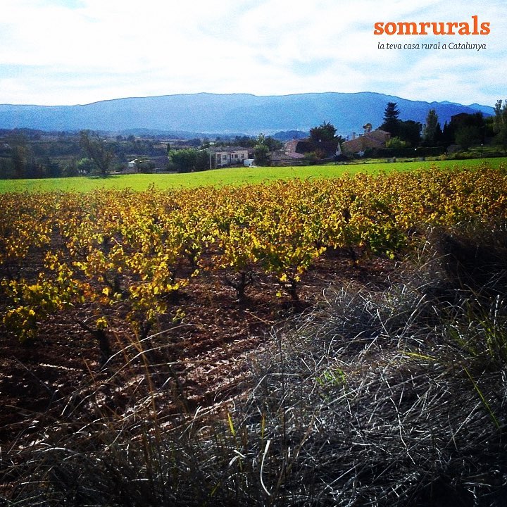 somrurals's tweet photo. Booona tarda! Descobriu aquests paisatges a la Conca de Barberà. #somrurals #wine #vinyes #rural https://t.co/kfKA657GDa