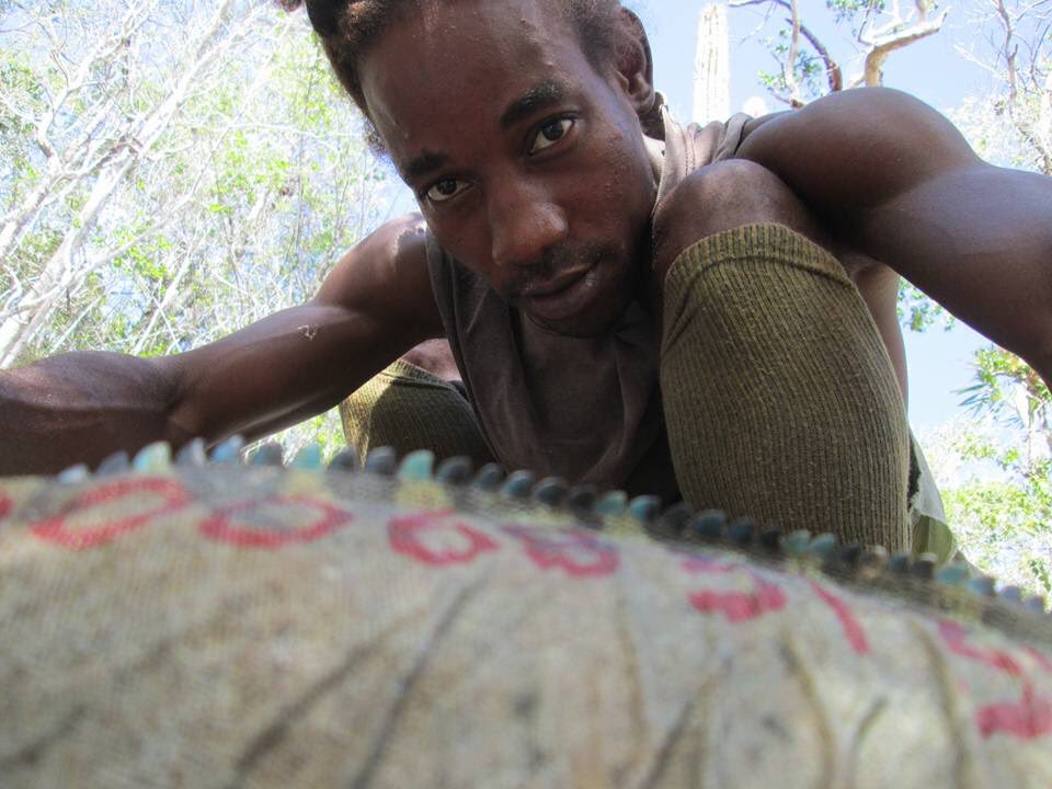 iguanafndn's tweet photo. #BOOMZ working hard w/the JIRG crew to save Jamaica's largest native land species! #JamRockIguanas #savegoatislands https://t.co/8MAk59Y0sB