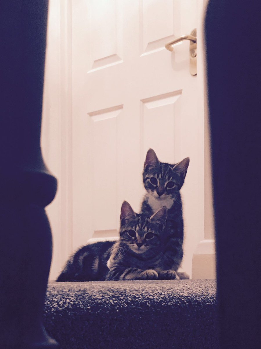 fb5ec5086ec042d's tweet photo. #vipsummersnap
Cuddle for the camera https://t.co/J8NqrvVMnt