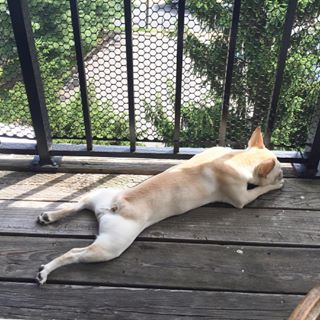 Frenchie_Cute's tweet photo. If it has to be Monday... At least the sun's out ☀️ #frogdog #sunsoutbunsout #uneventan https://t.co/DJzw1JLAsX https://t.co/WADmZAPWh4